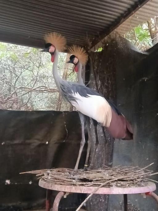 Casa Rural En El Campo Con Animales, Piscina Y Barbacoa Almodovar del Rio Ngoại thất bức ảnh