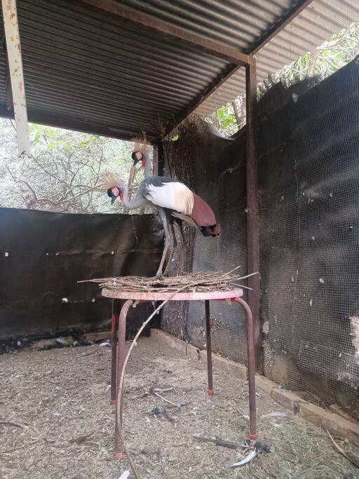 Casa Rural En El Campo Con Animales, Piscina Y Barbacoa Almodovar del Rio Ngoại thất bức ảnh