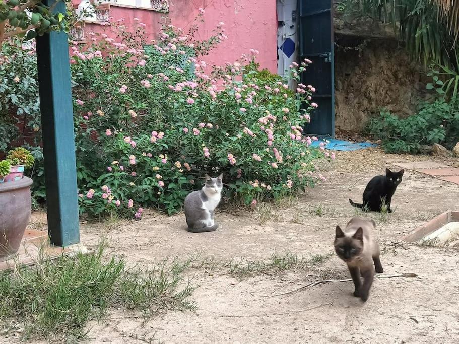 Casa Rural En El Campo Con Animales, Piscina Y Barbacoa Almodovar del Rio Ngoại thất bức ảnh