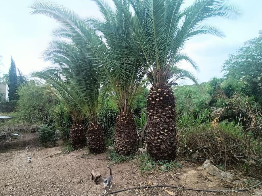 Casa Rural En El Campo Con Animales, Piscina Y Barbacoa Almodovar del Rio Ngoại thất bức ảnh