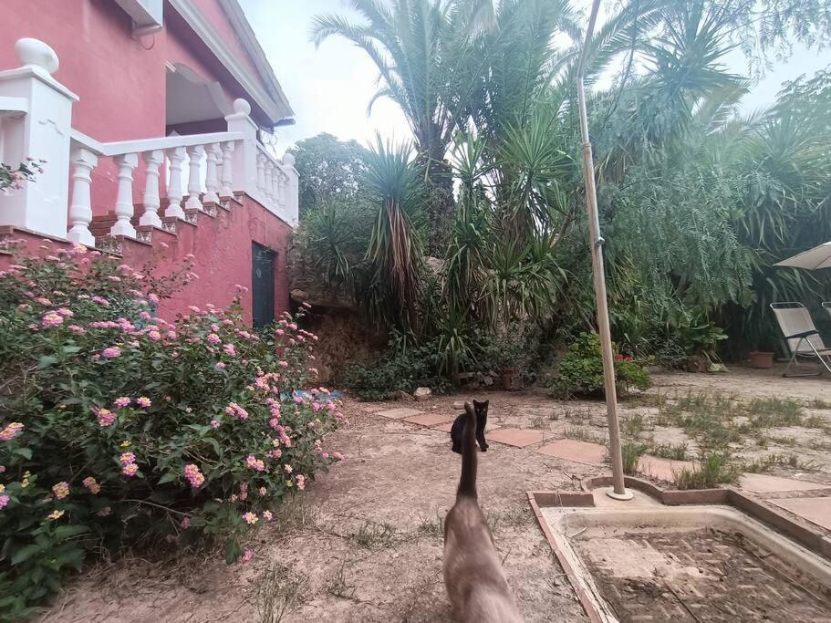 Casa Rural En El Campo Con Animales, Piscina Y Barbacoa Almodovar del Rio Ngoại thất bức ảnh