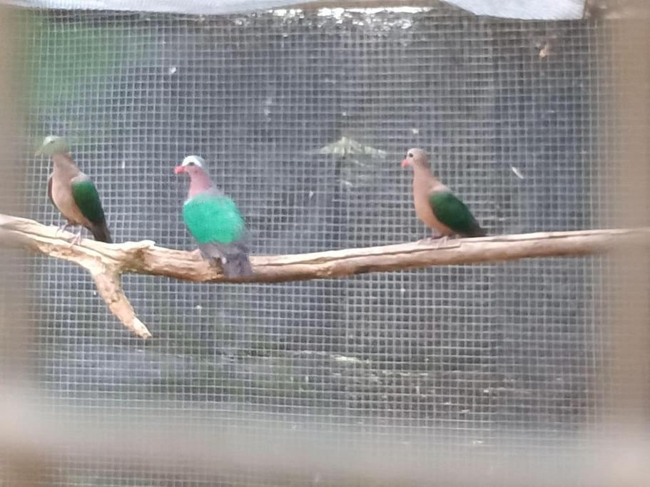 Casa Rural En El Campo Con Animales, Piscina Y Barbacoa Almodovar del Rio Ngoại thất bức ảnh