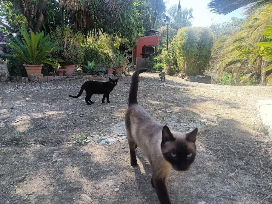 Casa Rural En El Campo Con Animales, Piscina Y Barbacoa Almodovar del Rio Ngoại thất bức ảnh